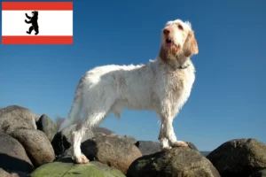 Mehr über den Artikel erfahren Spinone Italiano Züchter und Welpen in Berlin