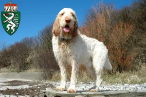 Mehr über den Artikel erfahren Spinone Italiano Züchter und Welpen in der Steiermark