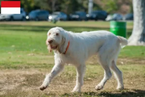 Mehr über den Artikel erfahren Spinone Italiano Züchter und Welpen in Wien