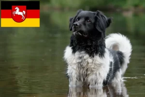 Mehr über den Artikel erfahren Stabij Züchter und Welpen in Niedersachsen