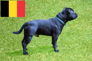 Mehr über den Artikel erfahren Staffordshire Bull Terrier Züchter und Welpen in Belgien