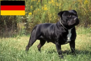 Mehr über den Artikel erfahren Staffordshire Bull Terrier Züchter und Welpen in Deutschland