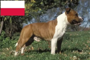 Mehr über den Artikel erfahren Staffordshire Bull Terrier Züchter und Welpen in Polen