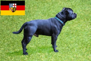 Mehr über den Artikel erfahren Staffordshire Bull Terrier Züchter und Welpen im Saarland