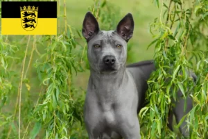 Mehr über den Artikel erfahren Thai Ridgeback Züchter und Welpen in Baden-Württemberg