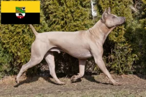 Mehr über den Artikel erfahren Thai Ridgeback Züchter und Welpen in Sachsen-Anhalt