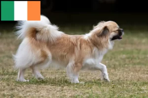 Mehr über den Artikel erfahren Tibet-Spaniel Züchter und Welpen in Irland