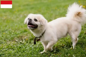 Mehr über den Artikel erfahren Tibet-Spaniel Züchter und Welpen in Wien