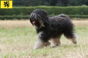 Mehr über den Artikel erfahren Tibet Terrier Züchter und Welpen in Flandern