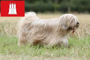 Mehr über den Artikel erfahren Tibet Terrier Züchter und Welpen in Hamburg