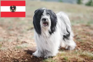 Mehr über den Artikel erfahren Tibet Terrier Züchter und Welpen in Österreich