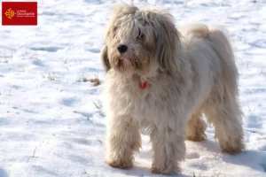 Mehr über den Artikel erfahren Tibet Terrier Züchter und Welpen in Okzitanien