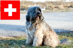 Mehr über den Artikel erfahren Tibet Terrier Züchter und Welpen in der Schweiz