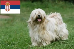 Mehr über den Artikel erfahren Tibet Terrier Züchter und Welpen in Serbien