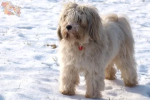 Mehr über den Artikel erfahren Tibet Terrier Züchter und Welpen in Syddanmark