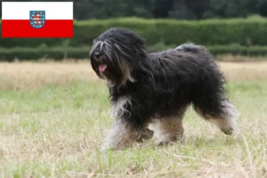 Mehr über den Artikel erfahren Tibet Terrier Züchter und Welpen in Thüringen