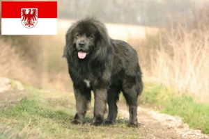 Mehr über den Artikel erfahren Tibetdogge Züchter und Welpen in Brandenburg