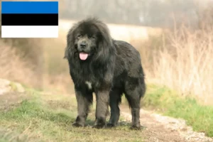 Mehr über den Artikel erfahren Tibetdogge Züchter und Welpen in Estland