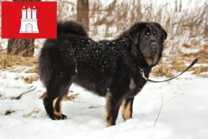 Mehr über den Artikel erfahren Tibetdogge Züchter und Welpen in Hamburg