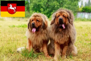 Mehr über den Artikel erfahren Tibetdogge Züchter und Welpen in Niedersachsen