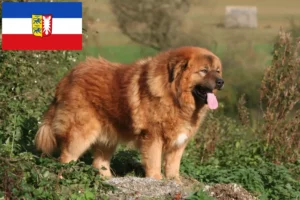 Mehr über den Artikel erfahren Tibetdogge Züchter und Welpen in Schleswig-Holstein