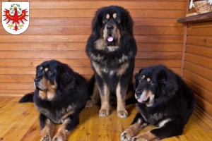 Mehr über den Artikel erfahren Tibetdogge Züchter und Welpen in Tirol