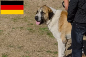 Mehr über den Artikel erfahren Transmontano Hirtenhund Züchter und Welpen in Deutschland