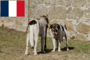 Mehr über den Artikel erfahren Transmontano Hirtenhund Züchter und Welpen in Frankreich