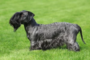 Mehr über den Artikel erfahren Tschechischer Terrier Züchter