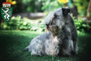 Mehr über den Artikel erfahren Tschechischer Terrier Züchter und Welpen in der Steiermark