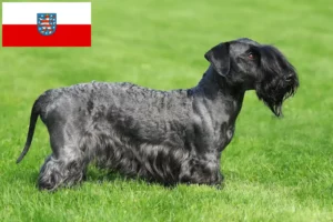 Mehr über den Artikel erfahren Tschechischer Terrier Züchter und Welpen in Thüringen