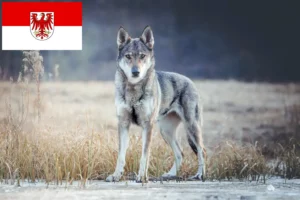 Mehr über den Artikel erfahren Tschechoslowakischer Wolfhund Züchter und Welpen in Brandenburg