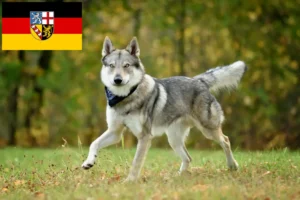 Mehr über den Artikel erfahren Tschechoslowakischer Wolfhund Züchter und Welpen im Saarland