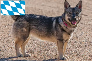 Mehr über den Artikel erfahren Västgötaspets Züchter und Welpen in Bayern