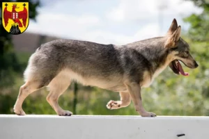 Mehr über den Artikel erfahren Västgötaspets Züchter und Welpen im Burgenland