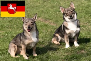 Mehr über den Artikel erfahren Västgötaspets Züchter und Welpen in Niedersachsen