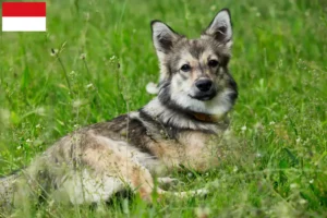 Mehr über den Artikel erfahren Västgötaspets Züchter und Welpen in Wien