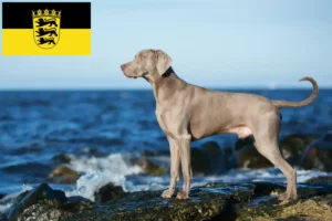 Mehr über den Artikel erfahren Weimaraner Züchter und Welpen in Baden-Württemberg