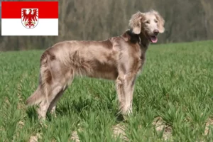 Mehr über den Artikel erfahren Weimaraner Züchter und Welpen in Brandenburg