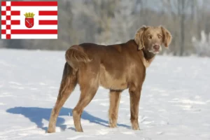 Mehr über den Artikel erfahren Weimaraner Züchter und Welpen in Bremen