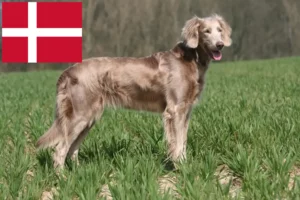 Mehr über den Artikel erfahren Weimaraner Züchter und Welpen in Dänemark