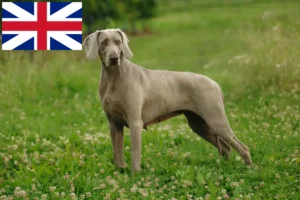 Mehr über den Artikel erfahren Weimaraner Züchter und Welpen in Großbritannien