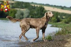 Mehr über den Artikel erfahren Weimaraner Züchter und Welpen in Kärnten