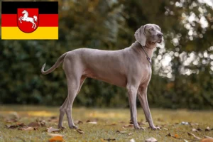 Mehr über den Artikel erfahren Weimaraner Züchter und Welpen in Niedersachsen