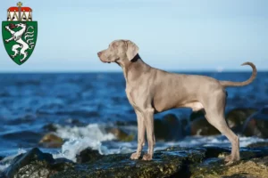 Mehr über den Artikel erfahren Weimaraner Züchter und Welpen in der Steiermark