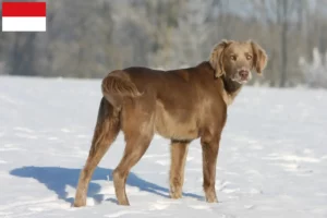 Mehr über den Artikel erfahren Weimaraner Züchter und Welpen in Wien