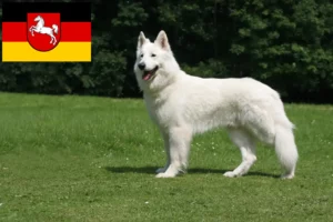 Mehr über den Artikel erfahren Weißer Schweizer Schäferhund Züchter und Welpen in Niedersachsen