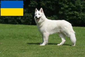 Mehr über den Artikel erfahren Weißer Schweizer Schäferhund Züchter und Welpen in der Ukraine