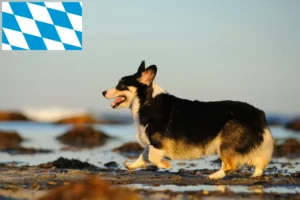 Mehr über den Artikel erfahren Welsh Corgi Züchter und Welpen in Bayern