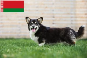 Mehr über den Artikel erfahren Welsh Corgi Züchter und Welpen in Belarus